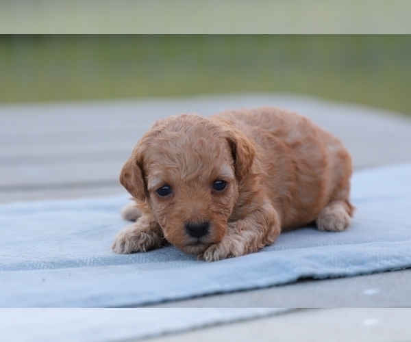Medium Photo #3 Poodle (Miniature) Puppy For Sale in BLUFORD, IL, USA