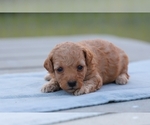 Small Photo #3 Poodle (Miniature) Puppy For Sale in BLUFORD, IL, USA
