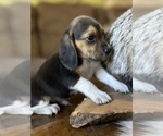 Small #9 Beagle