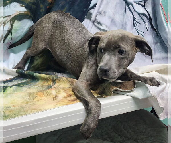 Medium Photo #1 American Pit Bull Terrier-Unknown Mix Puppy For Sale in Wetumpka, AL, USA