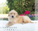 Small #4 Golden Retriever