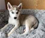 Puppy Spice Siberian Husky