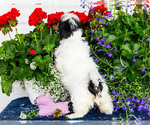 Small #5 Shih Tzu