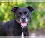Small Labrador Retriever Mix