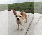 Small #1 Chihuahua Mix