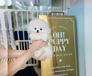 Pomeranian Puppy for sale in Seoul, Seoul, Korea, South