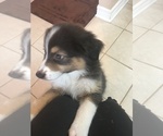 Small Photo #9 Australian Shepherd Puppy For Sale in GILMER, TX, USA
