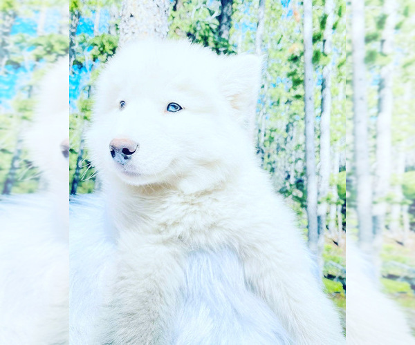 Medium Photo #3 Siberian Husky Puppy For Sale in ANACONDA, MT, USA