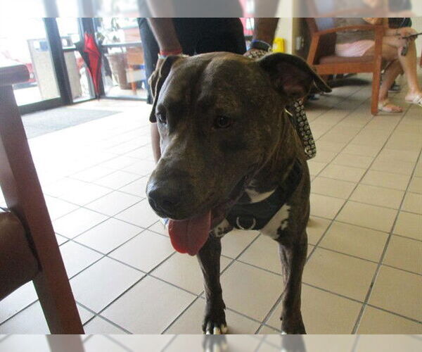 Medium Photo #1 Staffordshire Bull Terrier Puppy For Sale in Ocala, FL, USA