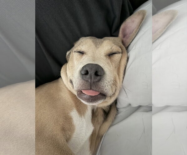Medium Photo #4 Mutt Puppy For Sale in Sykesville, MD, USA