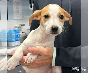 Mutt Dogs for adoption in Washington, DC, USA