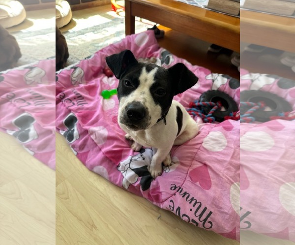 Medium Photo #5 Mutt Puppy For Sale in Woodbury, NY, USA