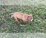 Small Photo #3 American Pit Bull Terrier Puppy For Sale in NAPLES, FL, USA