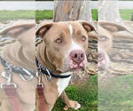 Small #10 American Staffordshire Terrier Mix