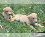 Puppy Biscuit Labrador Retriever