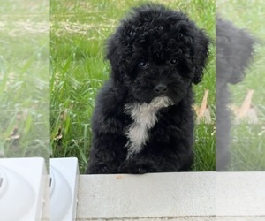 Poodle (Miniature) Puppy for sale in PARAGON, IN, USA