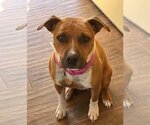 Small American Pit Bull Terrier