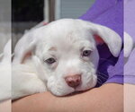 Small #5 American Staffordshire Terrier-Boston Terrier Mix