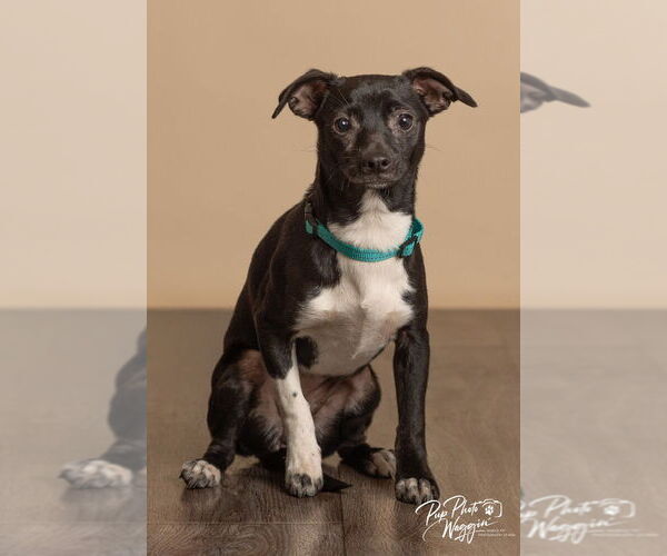 Medium Photo #1 Chiweenie Puppy For Sale in Claremore, OK, USA