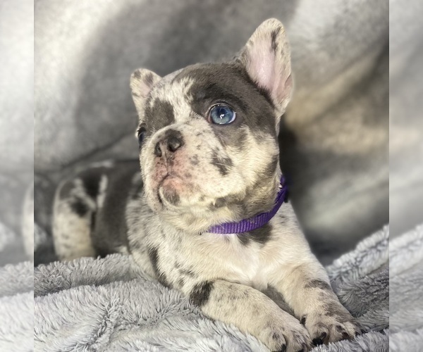 Medium Photo #6 French Bulldog Puppy For Sale in PITTSBURGH, PA, USA