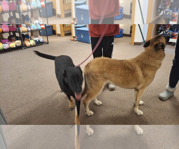 Medium Photo #40 German Shepherd Dog-Unknown Mix Puppy For Sale in Sebec, ME, USA