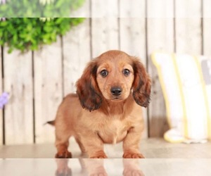 Dachshund Puppy for sale in MOUNT VERNON, OH, USA