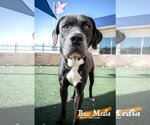 Small Photo #5 Mastador Puppy For Sale in Rockwall, TX, USA