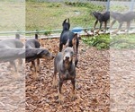 Small Photo #10 Doberman Pinscher Puppy For Sale in DAMASCUS, OR, USA