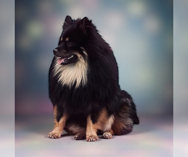 Medium Photo #1 Pomeranian Puppy For Sale in JOLIET, IL, USA