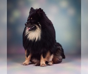 Father of the Pomeranian puppies born on 05/22/2026