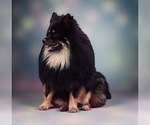 Small Photo #1 Pomeranian Puppy For Sale in JOLIET, IL, USA