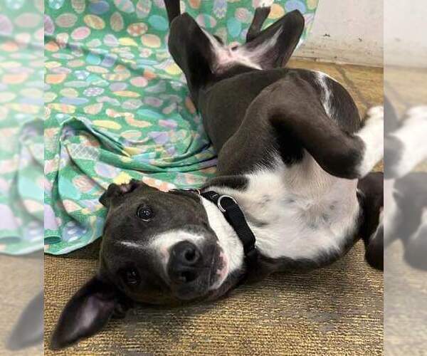 Medium Photo #40 American Pit Bull Terrier-Unknown Mix Puppy For Sale in Rockaway, NJ, USA