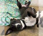 Small #39 American Pit Bull Terrier Mix