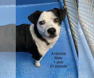 Beagle Mix Dog for Adoption in Calgary, Alberta Canada