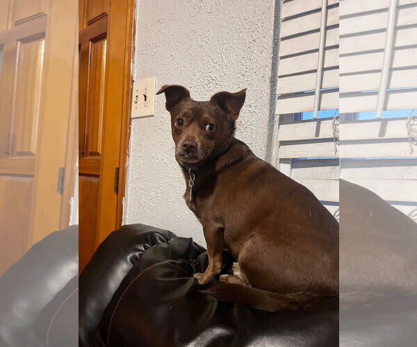 Medium Photo #6 Chihuahua Puppy For Sale in Sandy, UT, USA