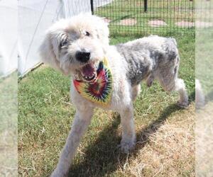Poodle (Standard)-Unknown Mix Dogs for adoption in San Antonio, TX, USA