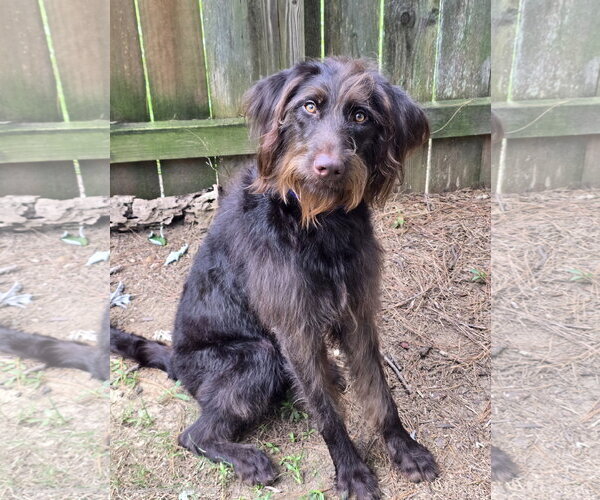 Medium Photo #3 German Wirehaired Pointer-Unknown Mix Puppy For Sale in Social Circle, GA, USA