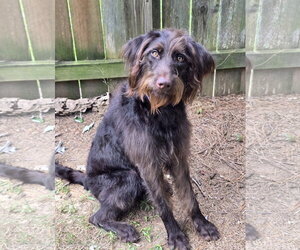 EMBER - Female German Wirehaired Pointer-Unknown Mix Dog for Adoption - Photo #3
