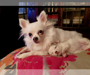 Mother of the Chihuahua puppies born on 02/28/2025