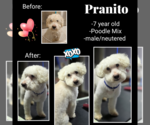 Small #3 Poodle (Miniature) Mix