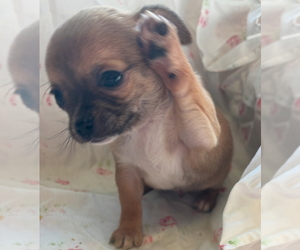 Chihuahua Puppy for sale in APPLETON, WI, USA