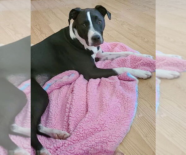 Medium Photo #5 American Pit Bull Terrier-Unknown Mix Puppy For Sale in Williamsburg, IA, USA