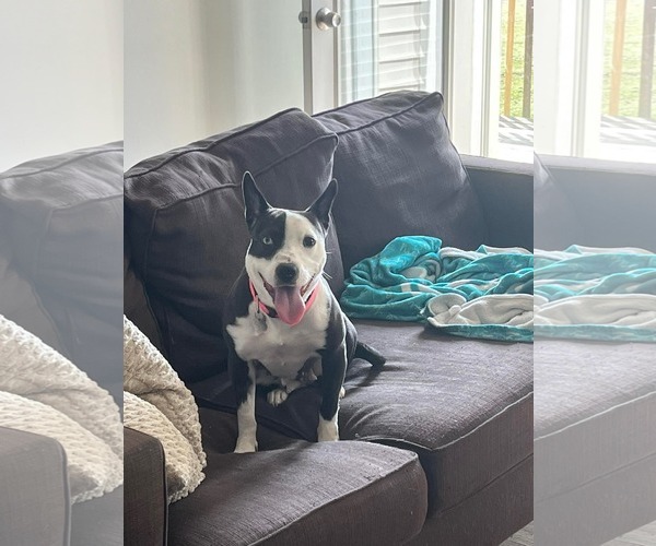 Medium Photo #4 American Staffordshire Terrier Puppy For Sale in Holly Springs, NC, USA