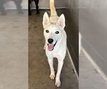 Small #1 Siberian Husky Mix