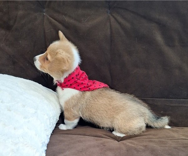 Medium Photo #9 Pembroke Welsh Corgi Puppy For Sale in ARROYO GRANDE, CA, USA