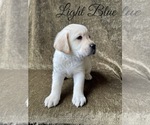 Small Photo #51 Labrador Retriever Puppy For Sale in MURRIETA, CA, USA