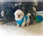 Small Photo #5 Shih Tzu Puppy For Sale in HAYWARD, CA, USA