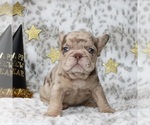 Small #6 French Bulldog