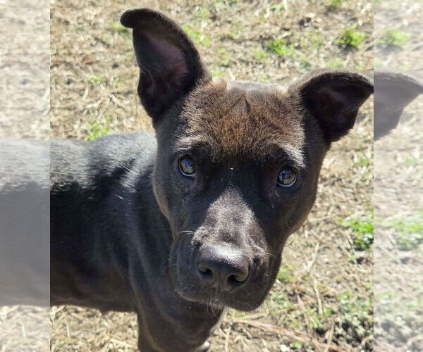 Medium Photo #3 Mutt Puppy For Sale in Anniston, AL, USA