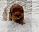 Small #2 Goldendoodle (Miniature)